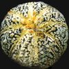 astrophytum superkabuto