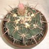 echinocactus texensis