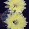 echinopsis gelb gold1