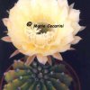 echinopsis hybrid2