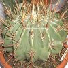 ferocactus