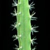 heliocereus speciosus vamecamensis