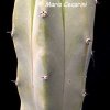 myrtillocactus