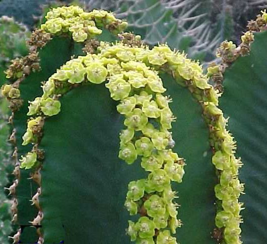 「Euphorbia ingens flower」的圖片搜尋結果