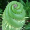 eulychnia-castanea-fa-spiralis