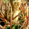 echinocactus parryi