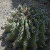 grossi-ferocactus-92