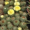 grossi-notocactus-magnificus78