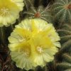 grossi-notocactus-magnificus79