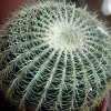 pensa-echinocactus-grusonii-sp.bianche4