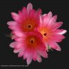 notocactus submammulosus fiore rosso