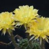 echinopsis hyb gelb gold2 