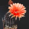 echinopsis hyb mc13 