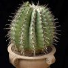ferocactus herrerae