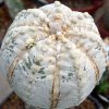 astrophytum asterias snow type