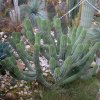 cactus 015