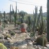 cactus 022
