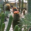 feroocactus in fiore1