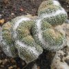 notocactus magnificus cres