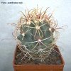ferocactus acanthodes rostii
