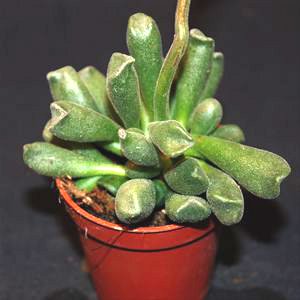 Adromischus Liebenbergii plante grasse succulente collection