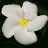 pachypodium fiore
