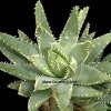 asphodelaceae-hyacinthaceae