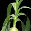asphodelaceae-hyacinthaceae