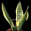 ruscaceae (formerly Dracaenaceae)