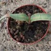 welwitschia mirabilis1