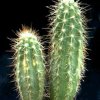 cleistocactus potosinus