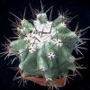 echinocactus