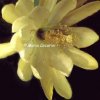 epiphyllum hyb giallo