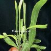 epiphyllum phyllanthus
