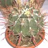 ferocactus viscaiensis