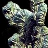 myrtillocactus geometrizans crest