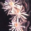 nyctocereus serpentinus