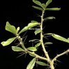 pereskia grandifolia