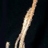 pterocactus decipiens