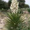 yucca_aloifolia_variegata