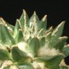 ariocarpus-retusus-pectinatus