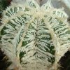 astrophytum-ornatum-cv-''hannia''