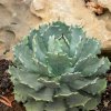 agave istmensis
