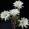 echinopsis eyriesii 