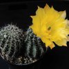 echinopsis hyb gelb gold1 