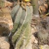astrophytum tulensis fiorit