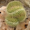 echinocactus grusonii crest