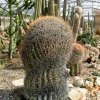 ferocactus wislizenei crest