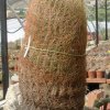 ferocactus acanthodes