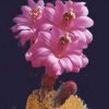 akersia roseiflora